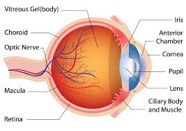 Eye-ball-structure